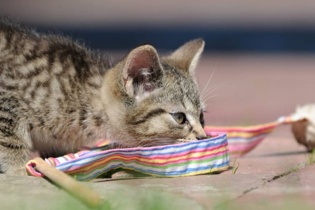 Un morceau de tissu pour une franche partie de rigolade