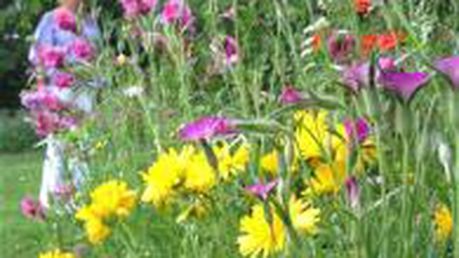 Le jardin de Nadine