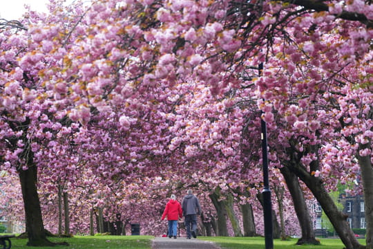 Cette ville d'Europe est presque aussi belle que le Japon - c'est la p&eacute;riode id&eacute;ale pour s'y rendre