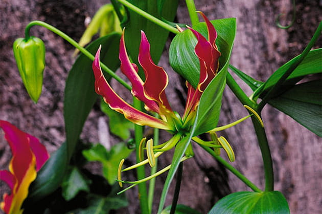 Gloriosa superba