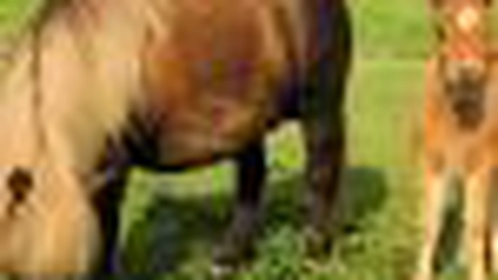 Le poney Shetland