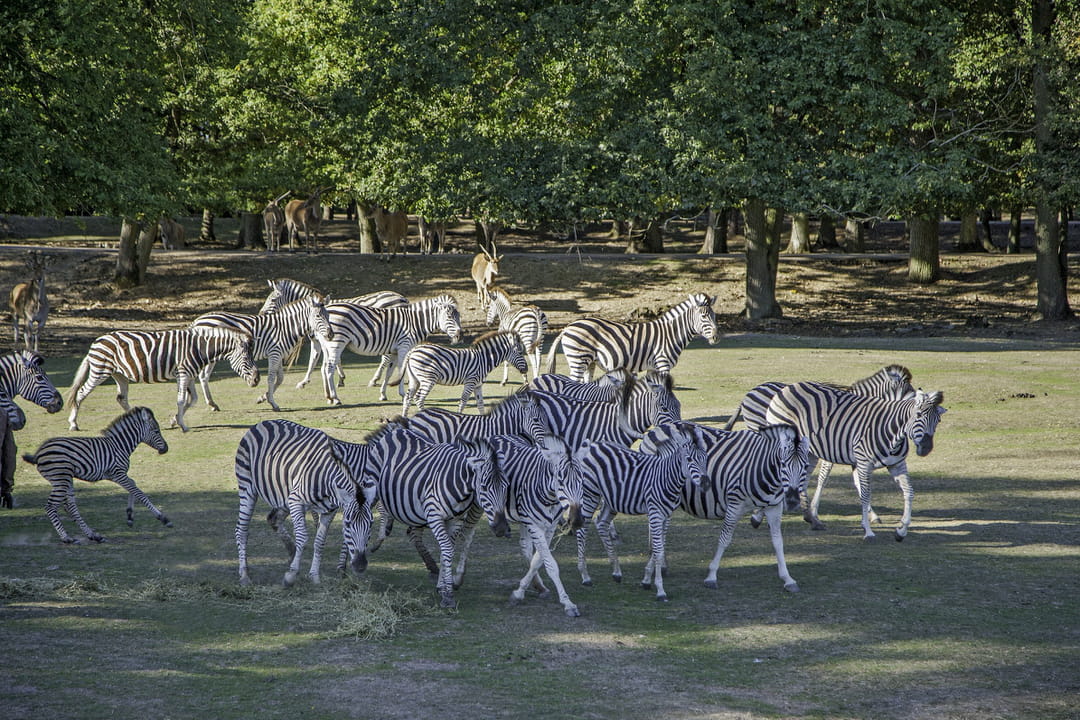 safari-voiture-zoosafari-thoiry