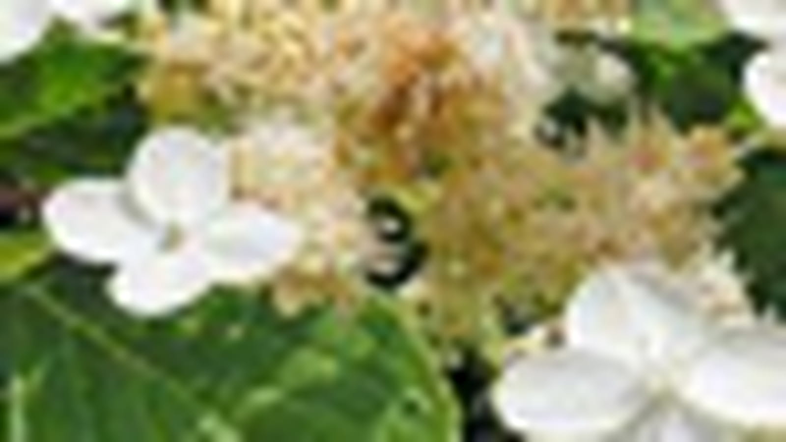 Hydrangea paniculata