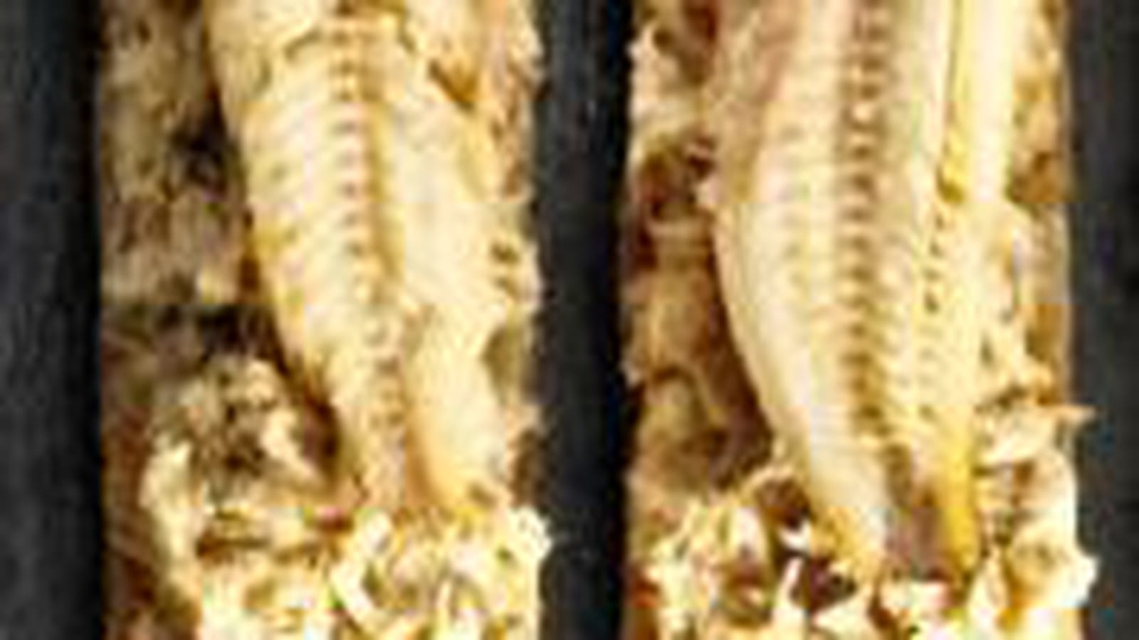 Beurre de sardines