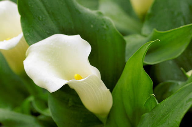 Parterre touffu de callas