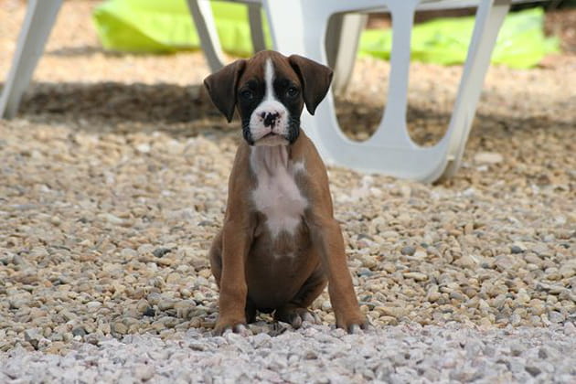 Un boxer bien pensif