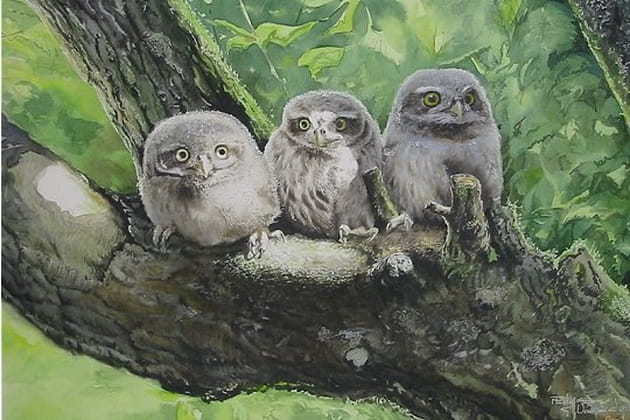 Chevêches aux aguets