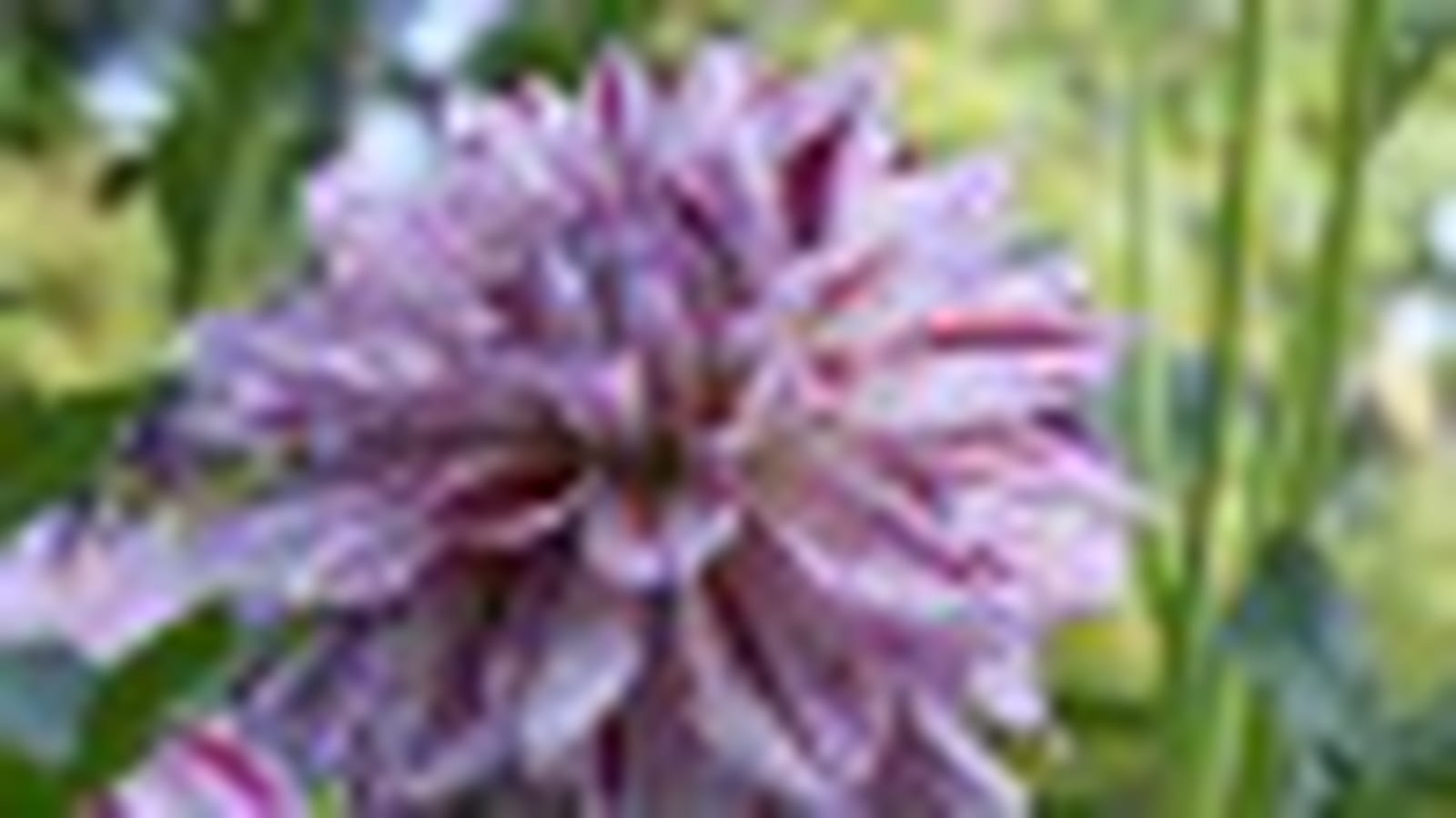 Dahlia 'Prince Valiant'