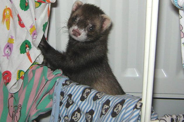 Une furette voleuse de chaussettes