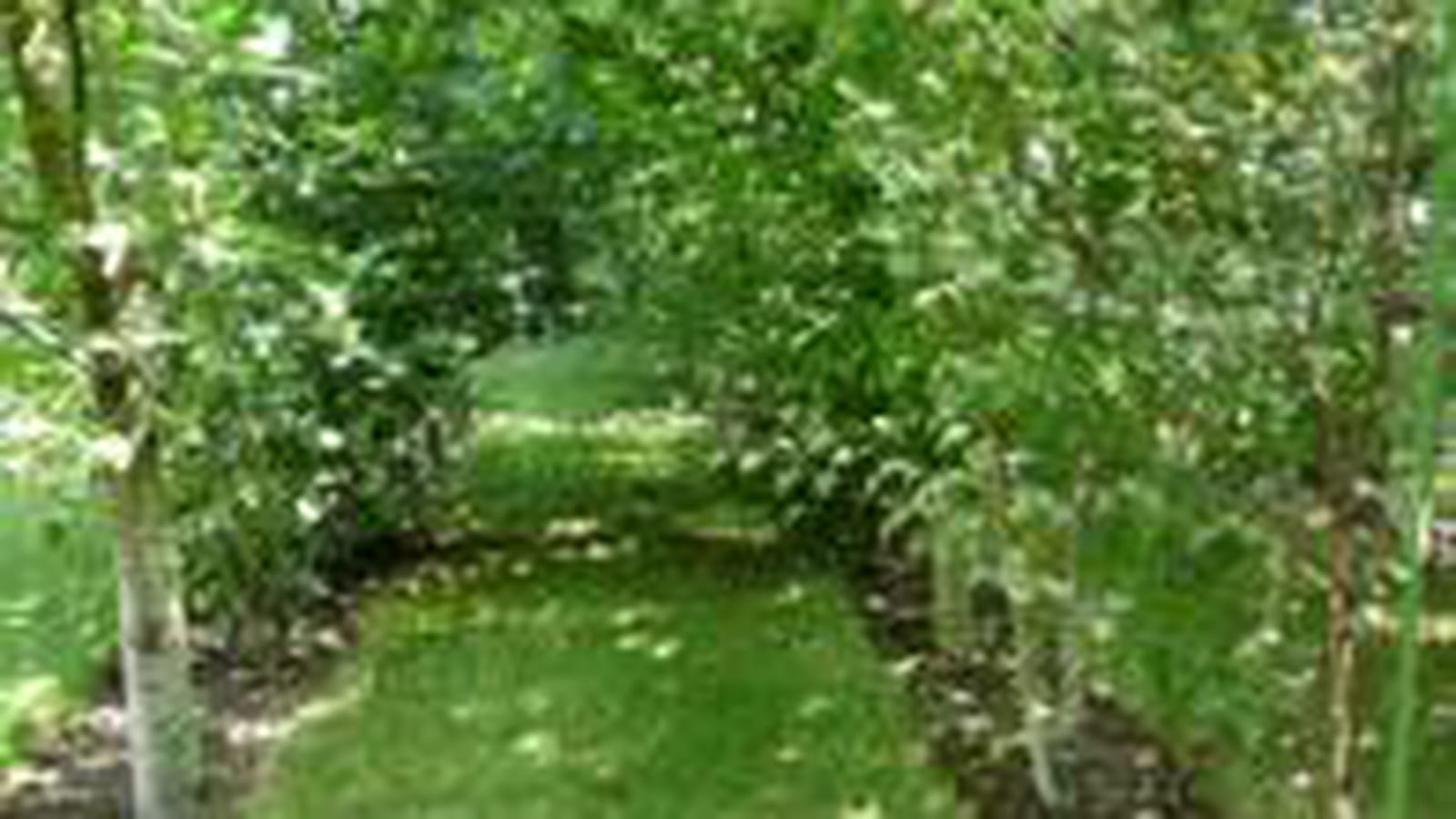 Bouleaux