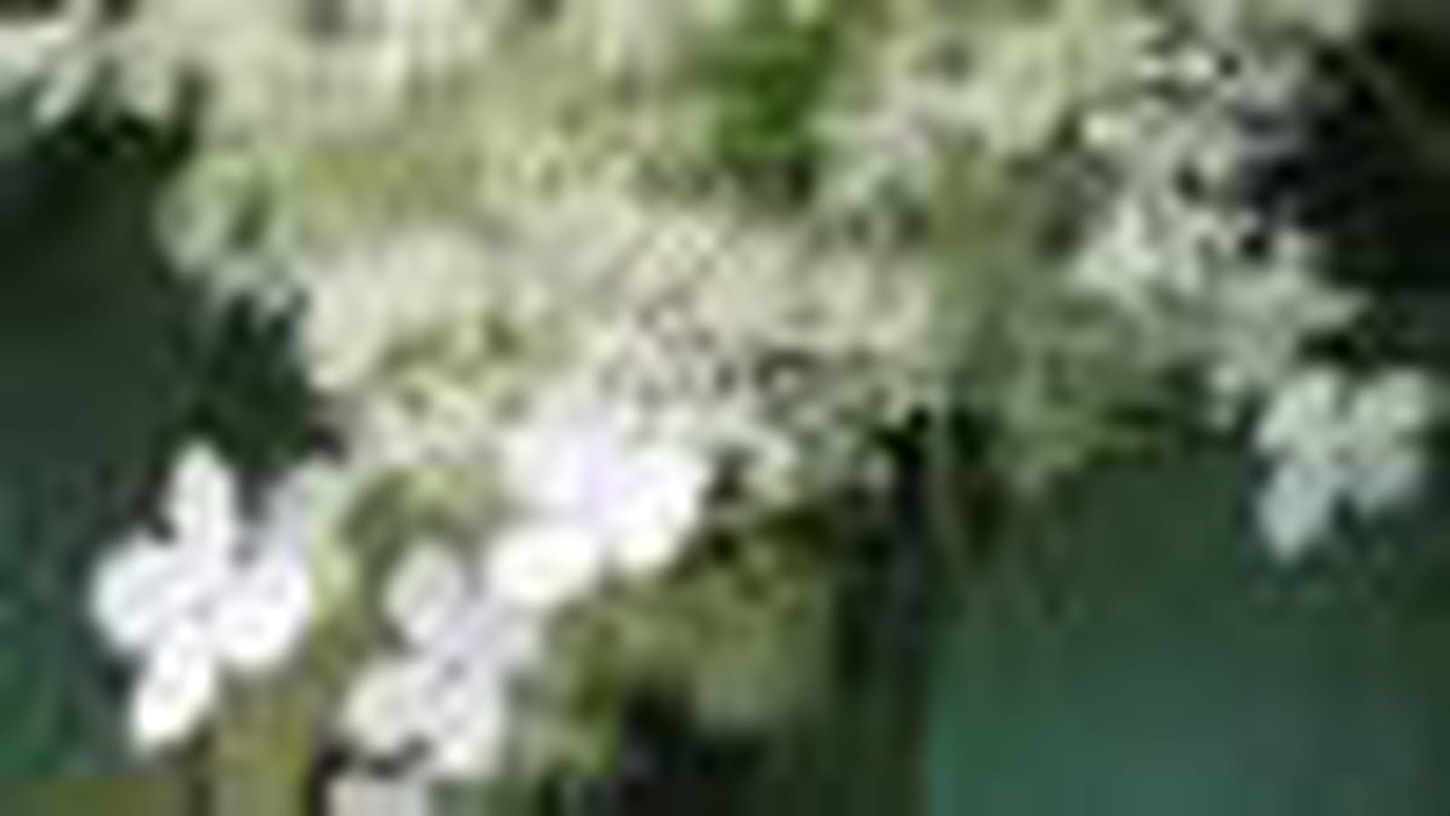 Hydrangea anomala petiolaris