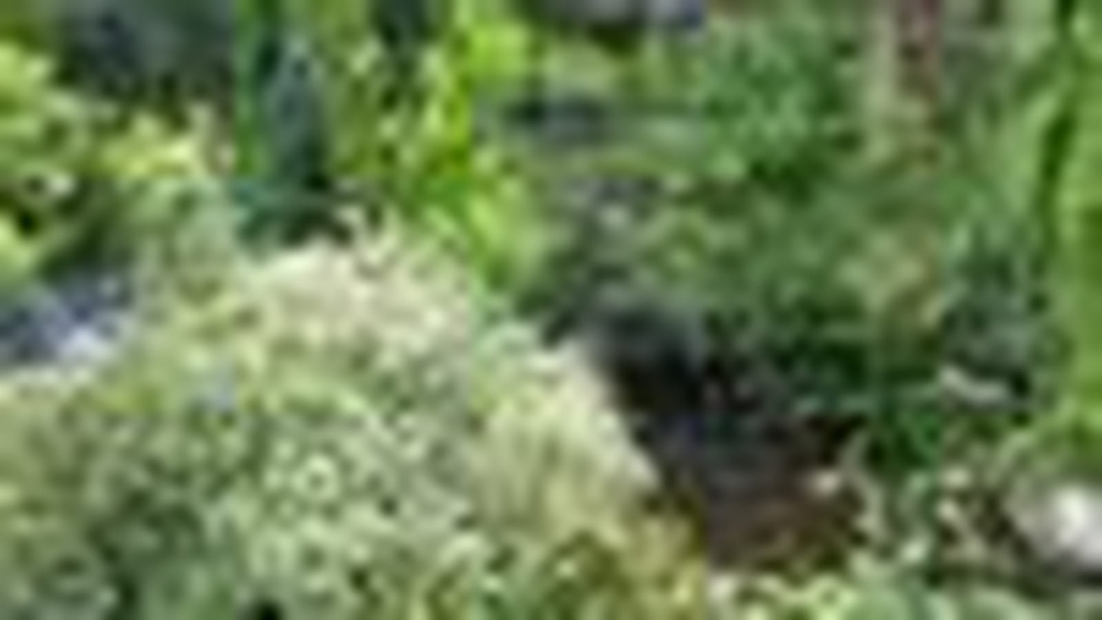Jungle