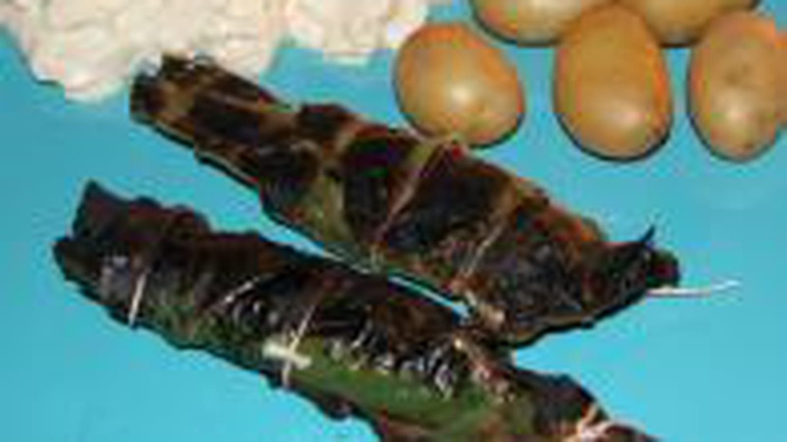 Sardine en papillote
