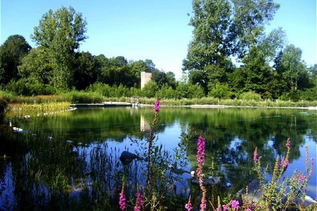 Le pouvoir de filtration des plantes