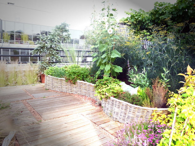 Des plessis en osier