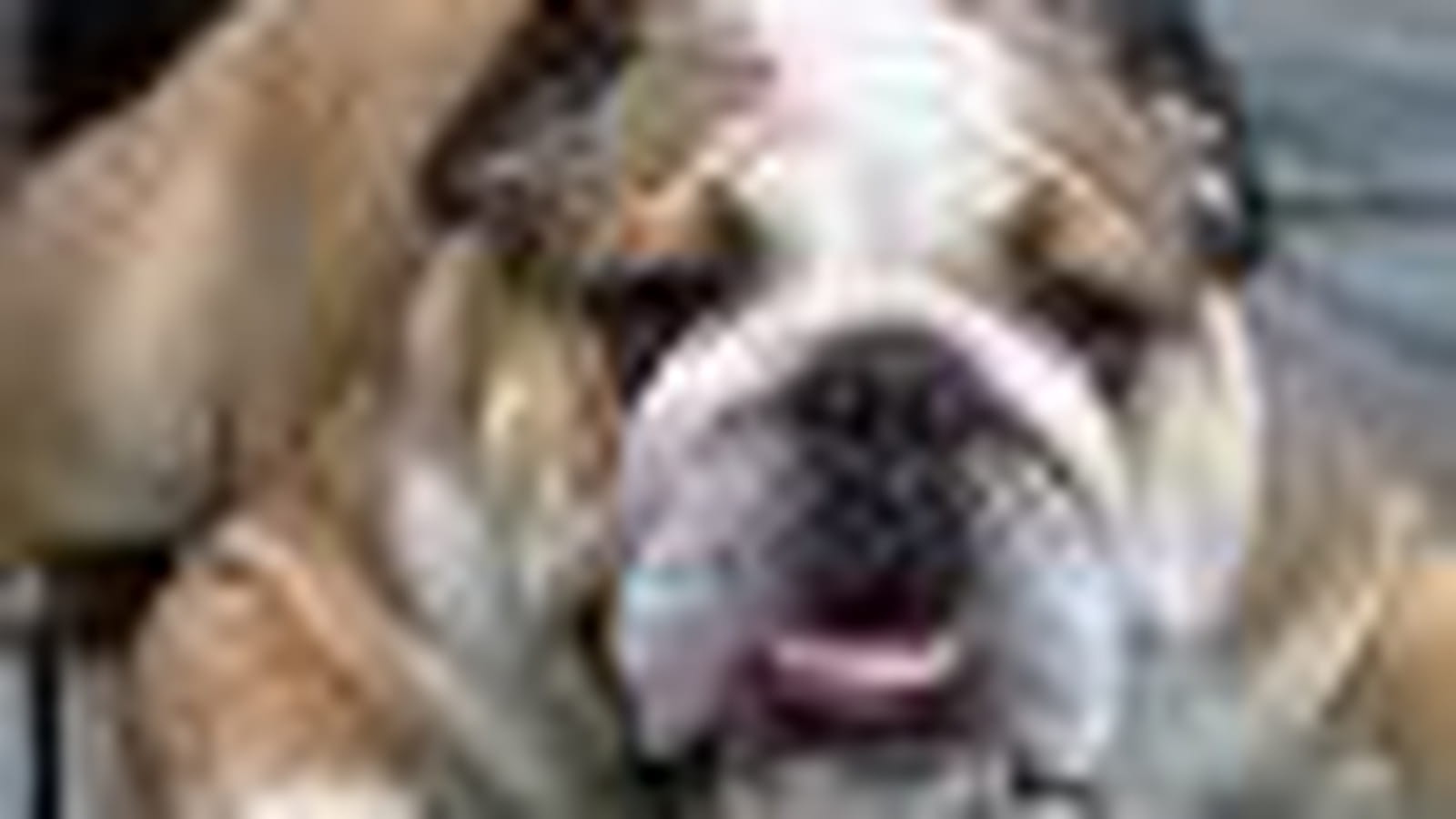 Bulldog