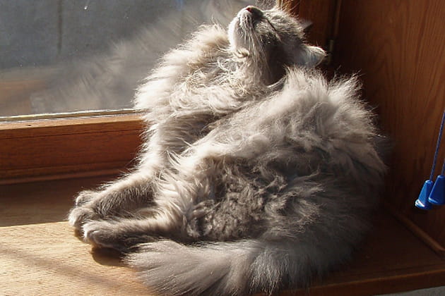 Vos animaux prennent la pose devant l'objectif