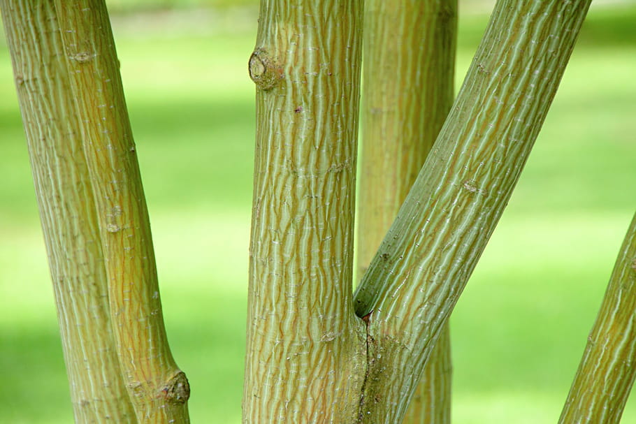 Des arbres aux troncs ornementaux à adopter chez vous