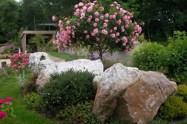 Un magnifique rosier tige Bonica