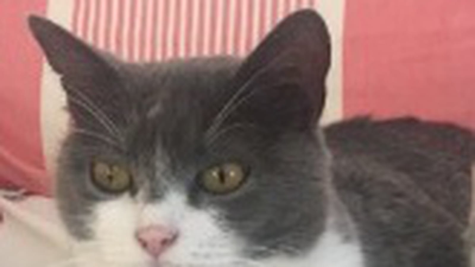 Un des chats de Marine Le Pen 