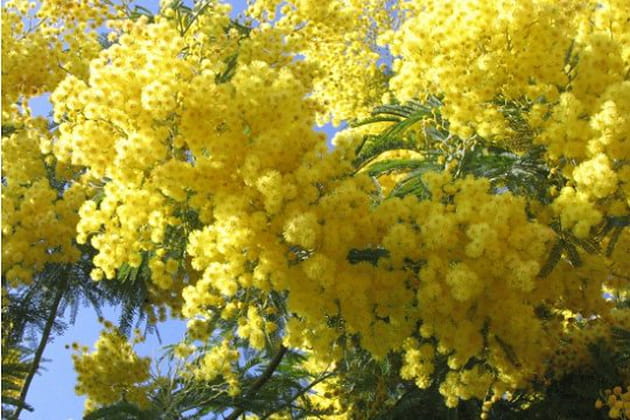 Les pompons jaunes d'or du Mimosa