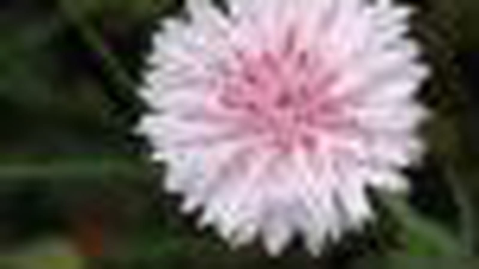 Centaurea