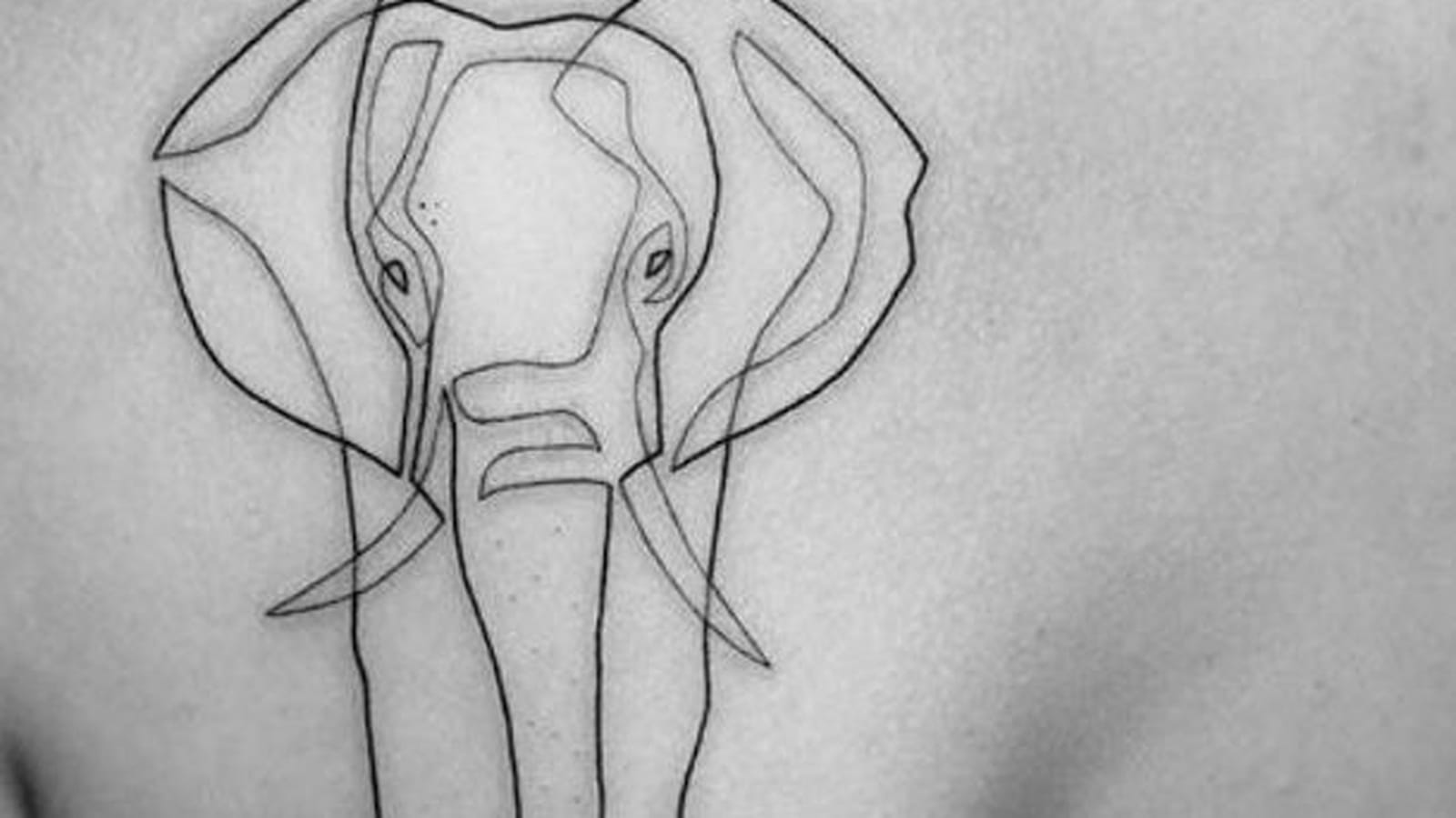 Contours d'éléphant sur l'omoplate