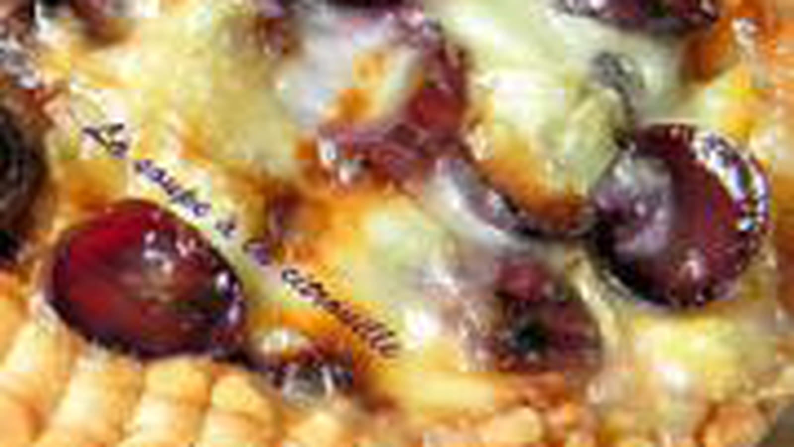 Tarte poireaux raisin gorgonzola