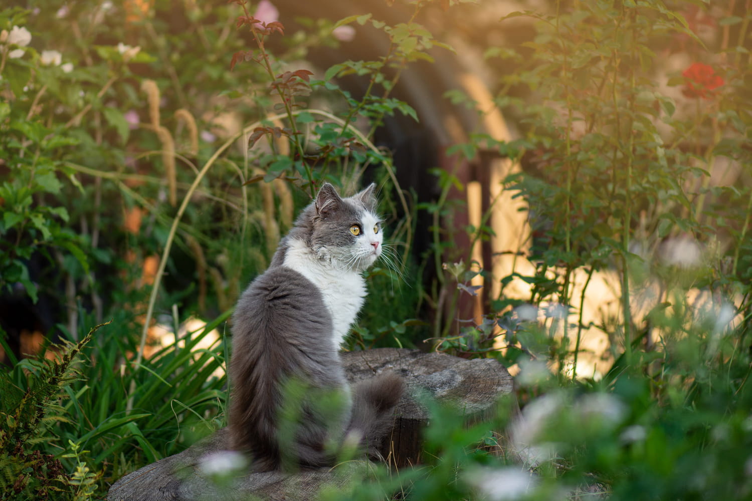 Stop letting your cat out in spring: the strict warning from associations