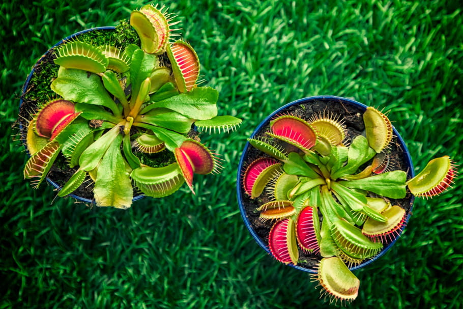 Plante carnivore : quel entretien selon les variétés ?