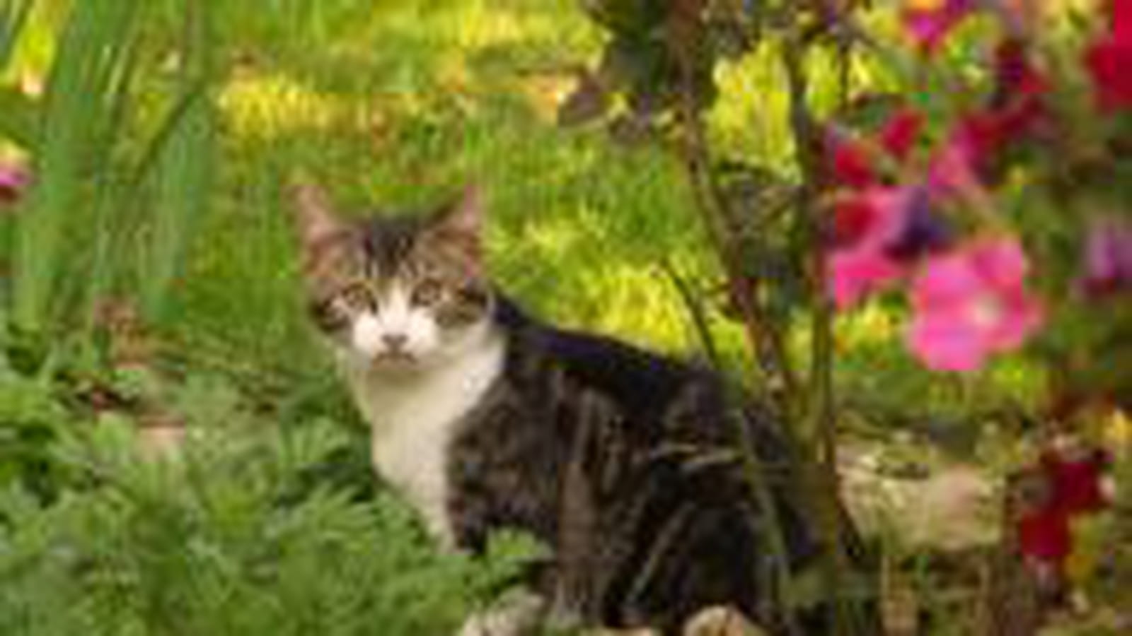 Figaro
