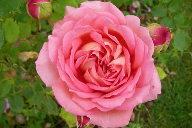 Une rose anglaise éclatante