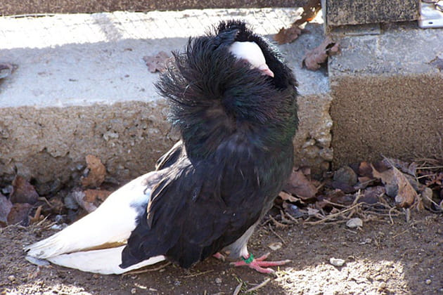 De la haute coiffure