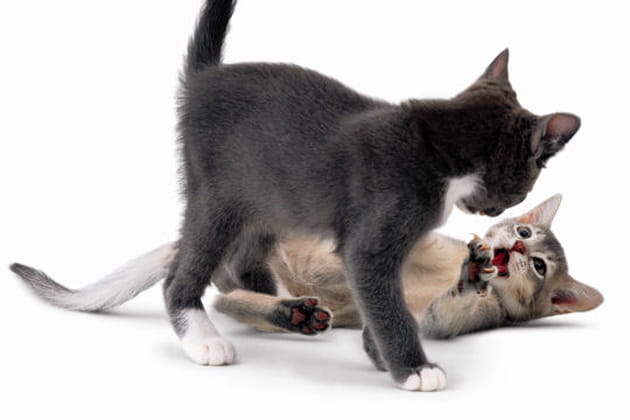 Clovis et C&eacute;sar, chatons de goutti&egrave;re