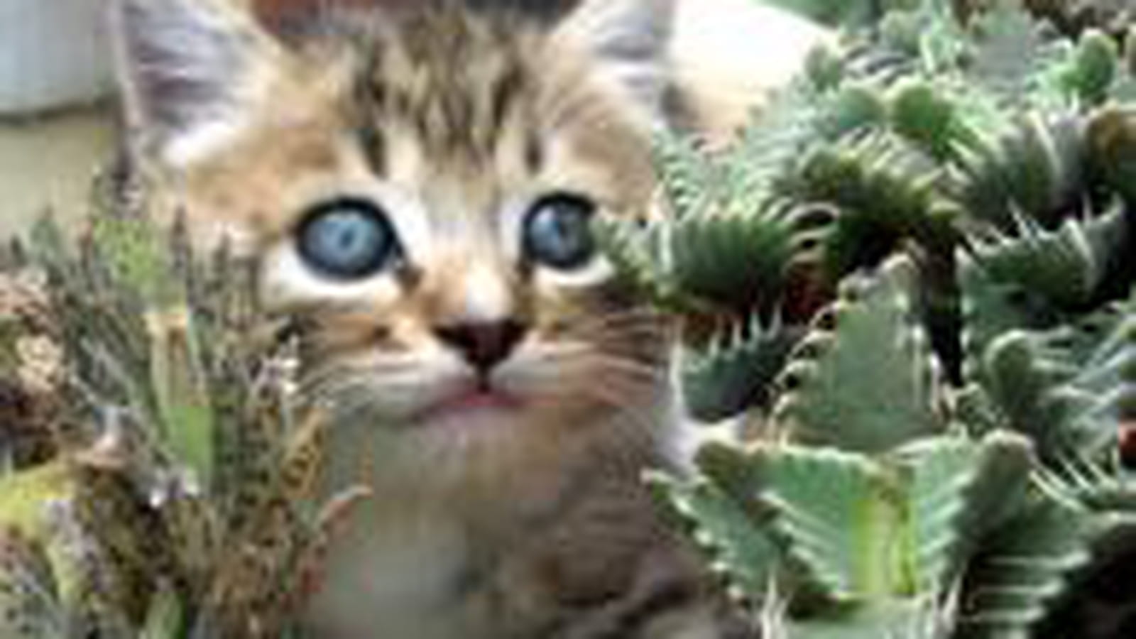 Succulentes
