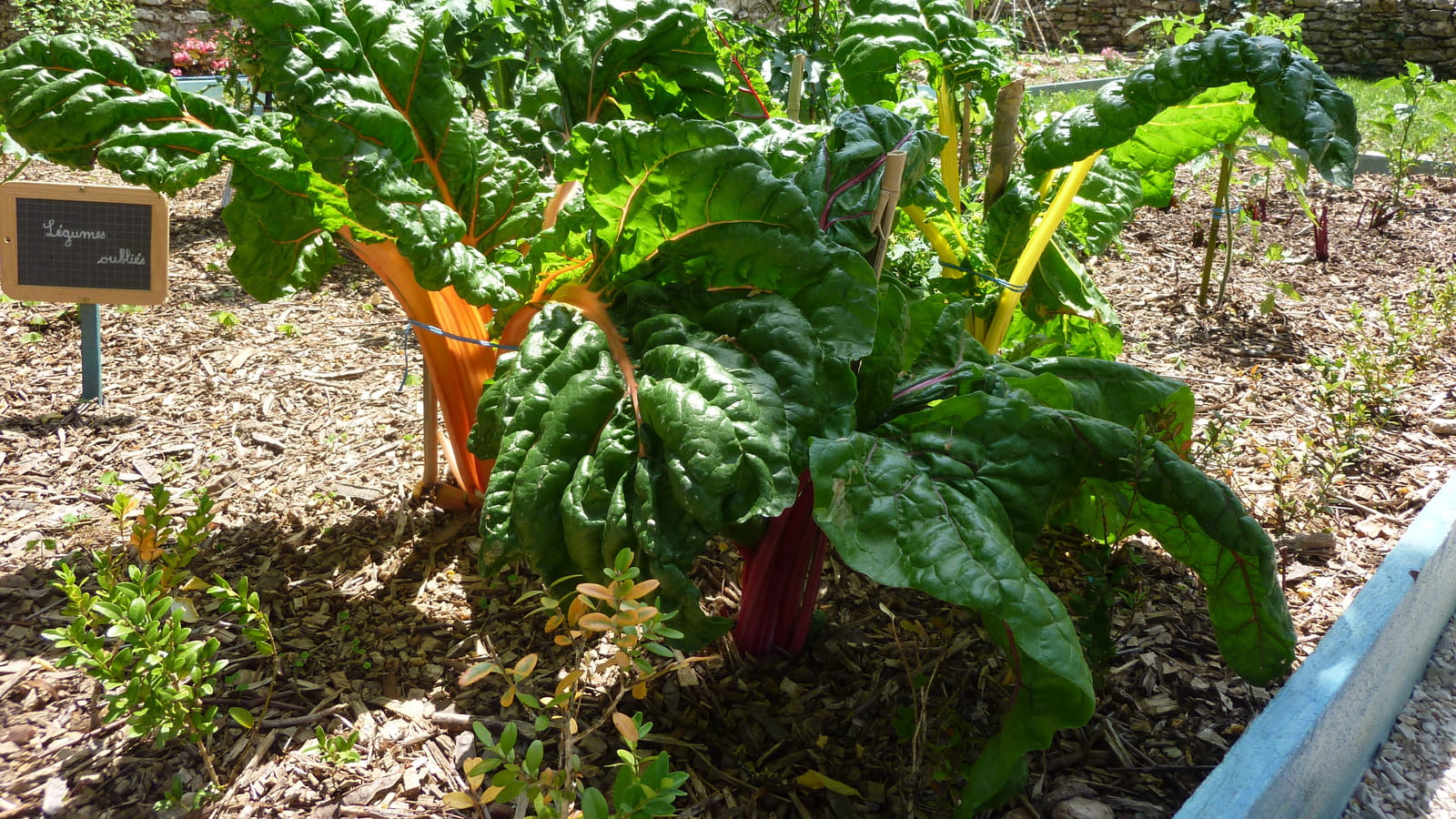  Légumes oubliés