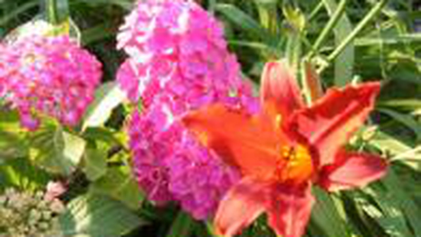 Fleurs printanières