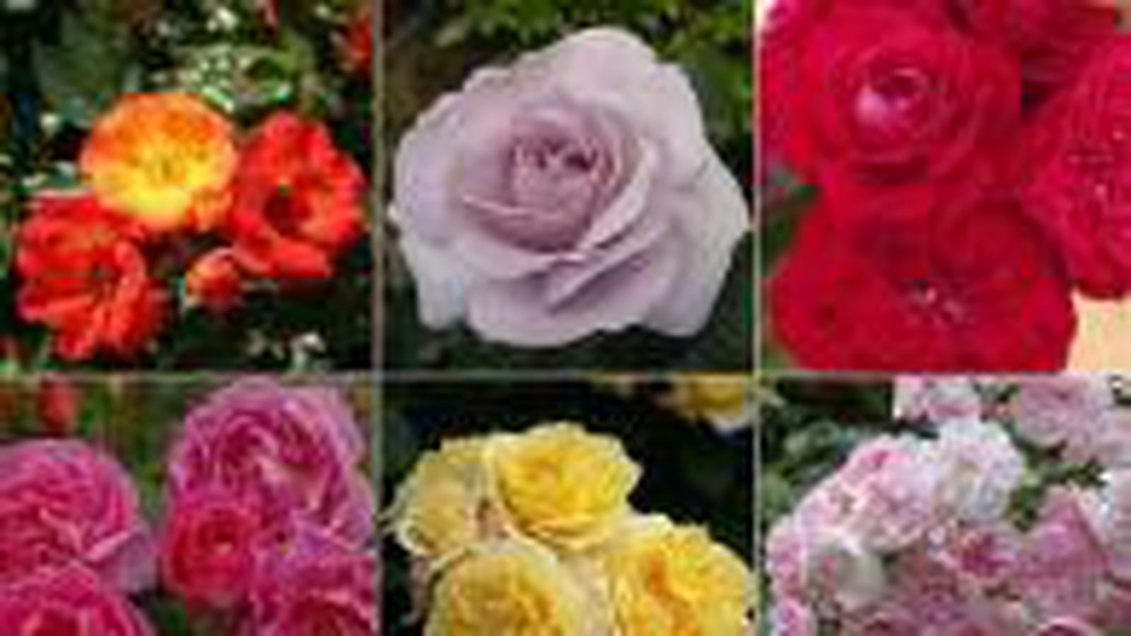 Grand Prix de la Rose