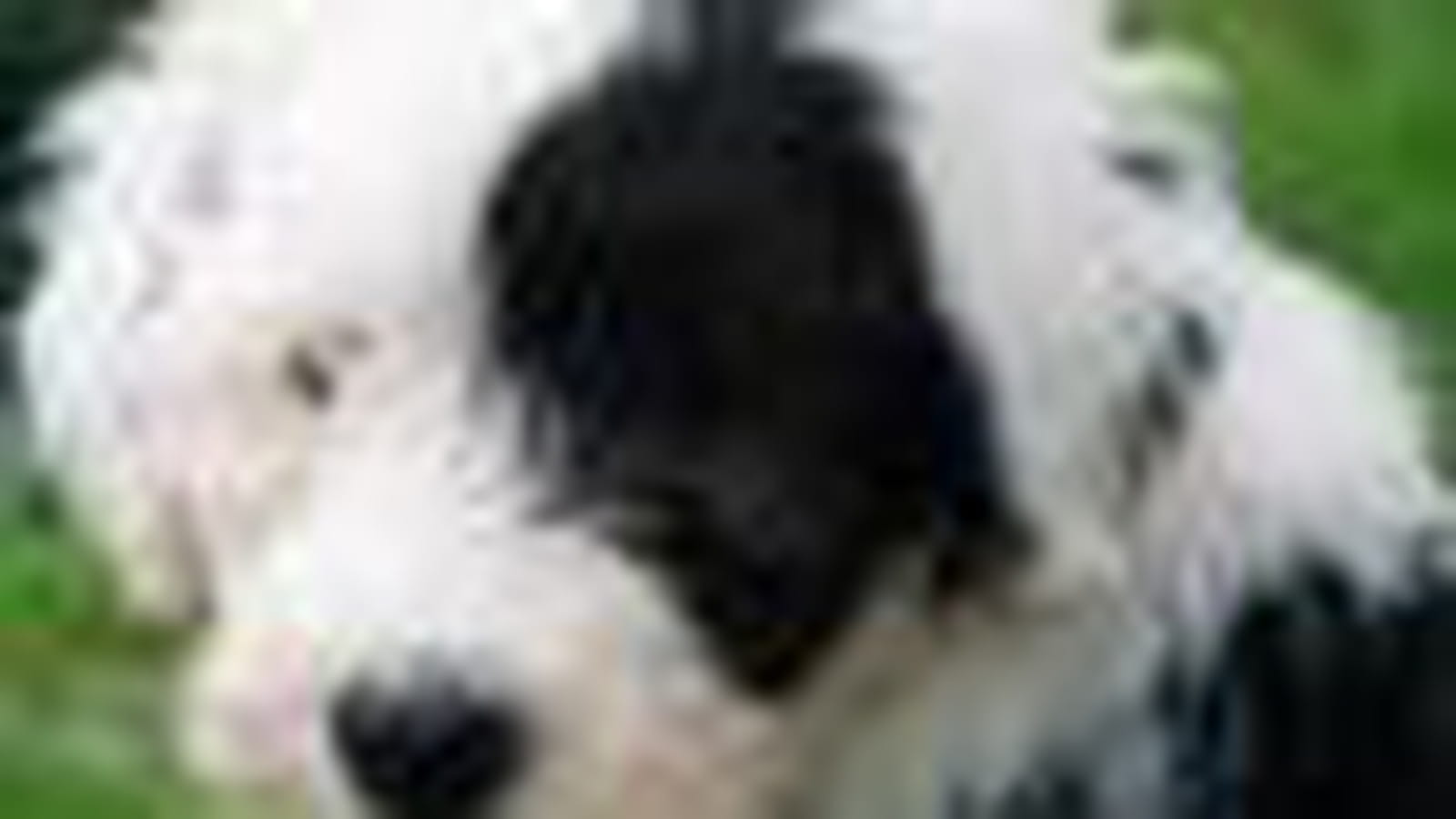 Le bobtail