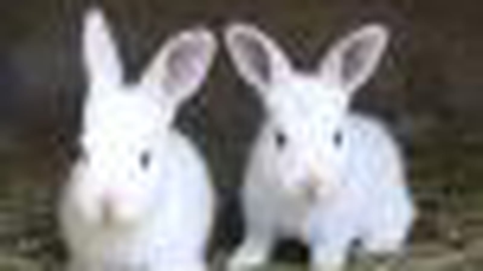 Les lapins blancs