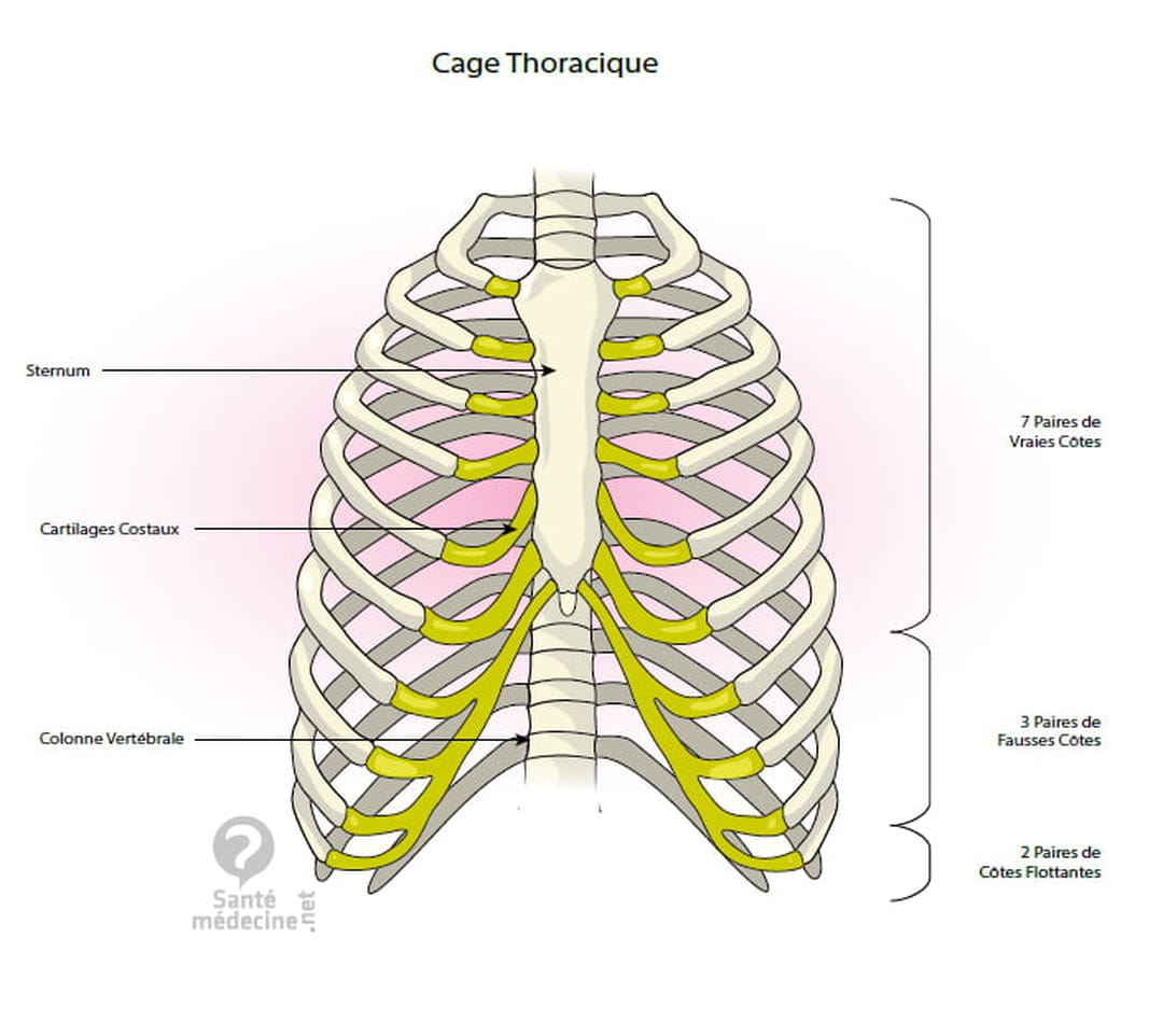 Cage Thoracique Anatomie Sch ma Douleurs Cage Thoracique Anatomie Sch ma Douleurs