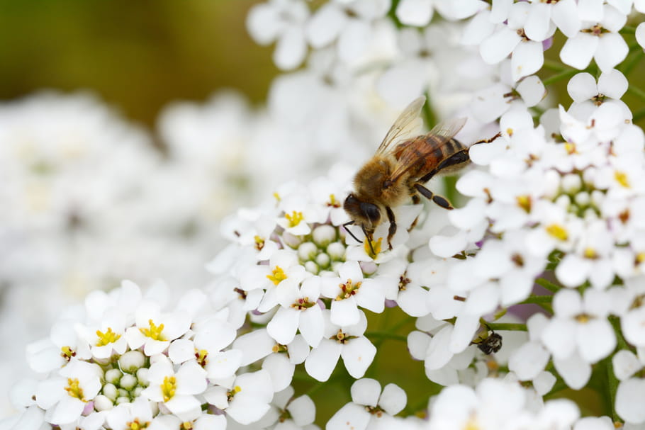 Insectes pollinisateurs : quels sont-ils et quel est leur rôle au jardin ?