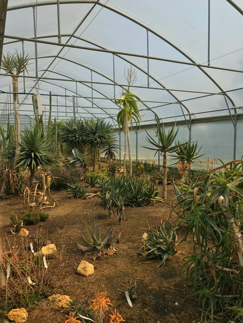 Des cactus &agrave; foison