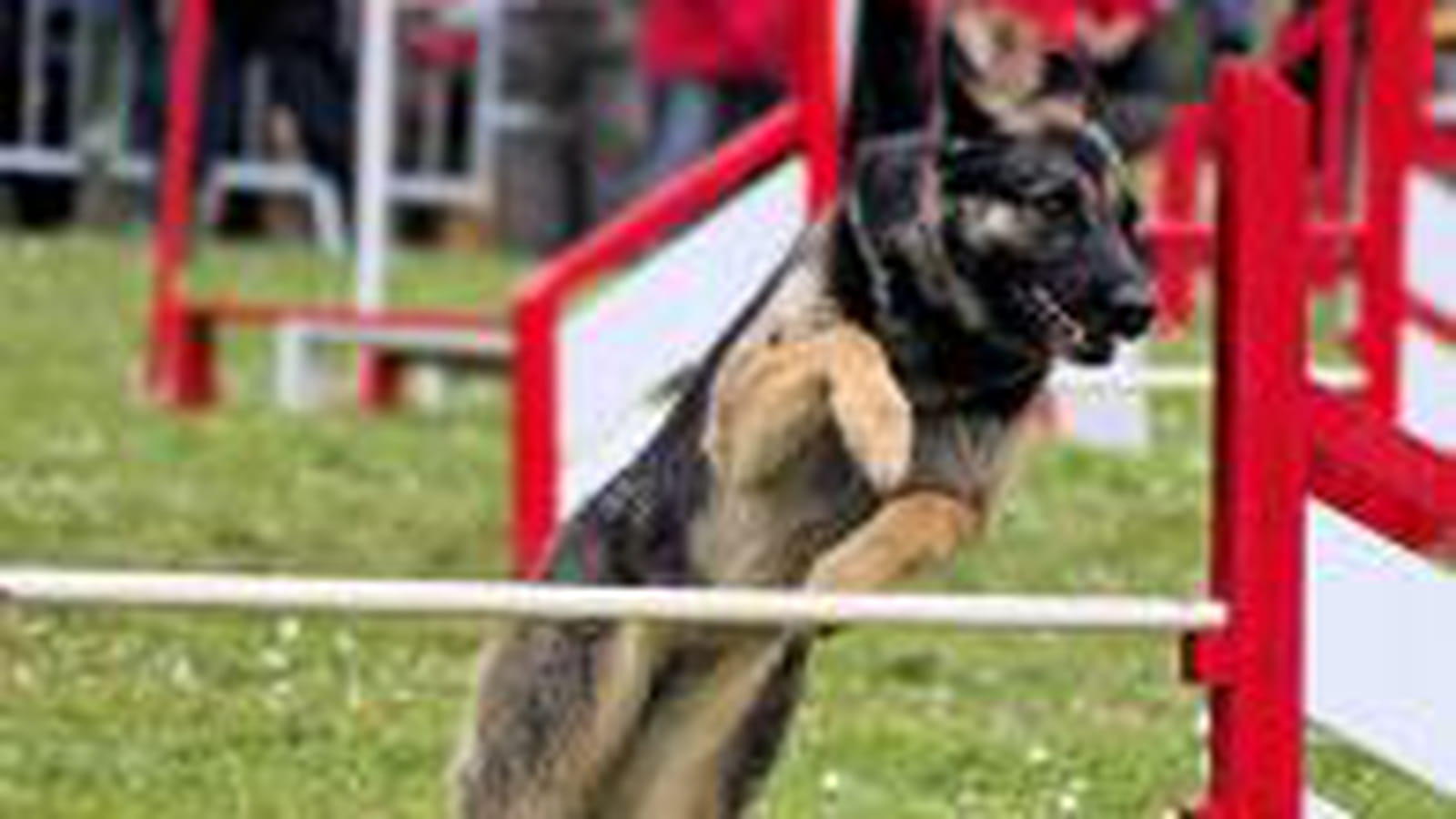 Agility