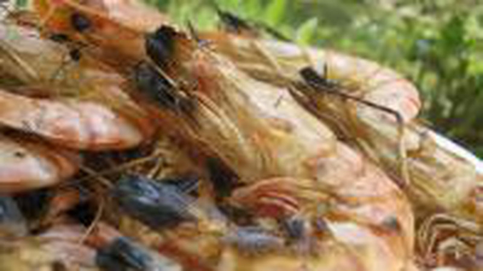 Gambas au barbecue