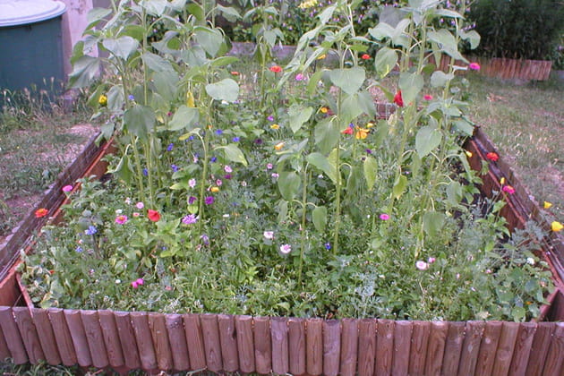 Carr&eacute; de fleurs de jach&egrave;re