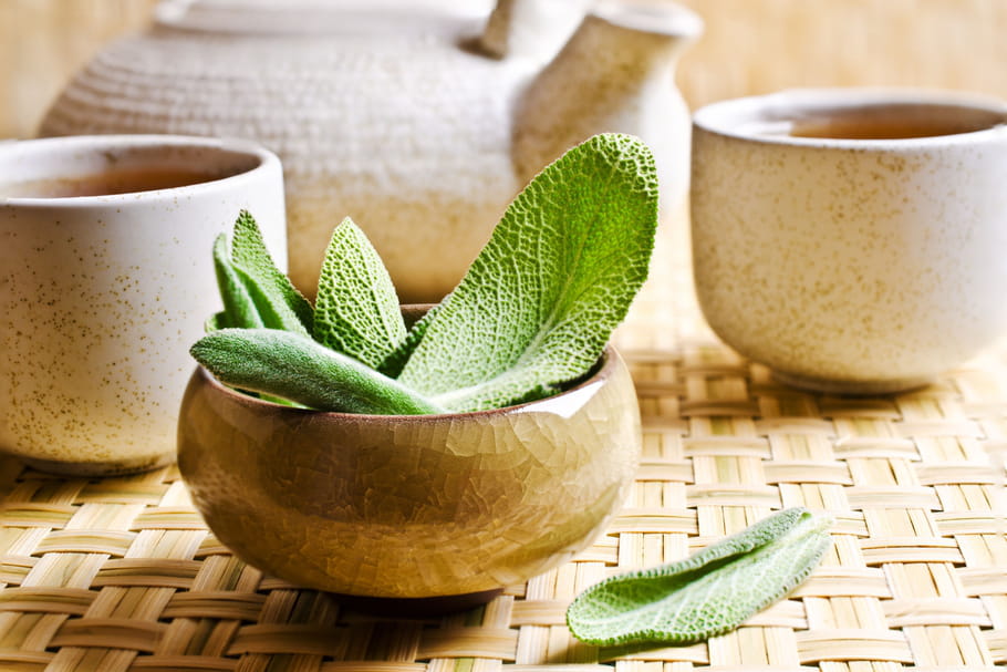 Sauge officinale : bienfaits, tisane, contre-indications