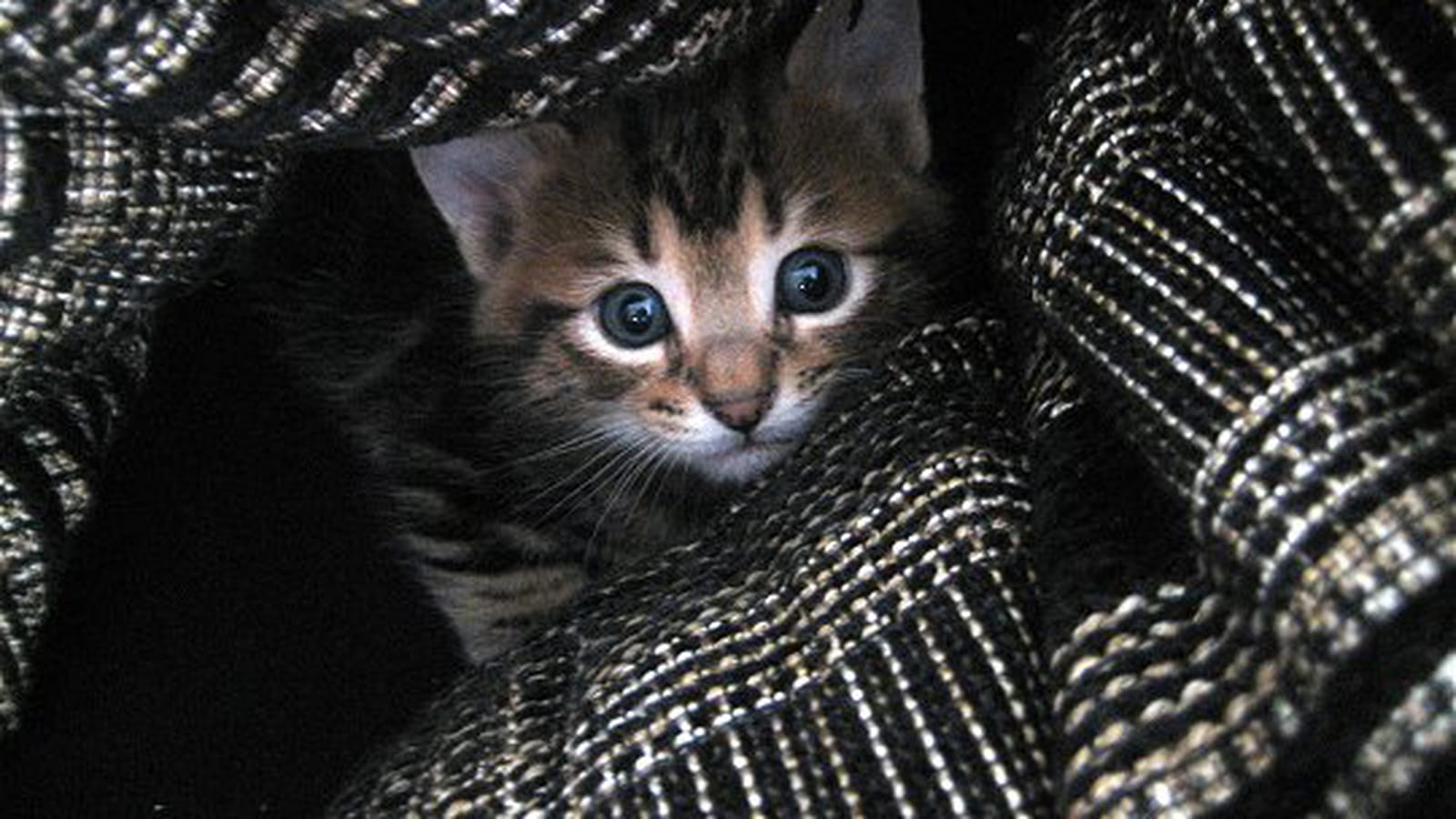Tigrou