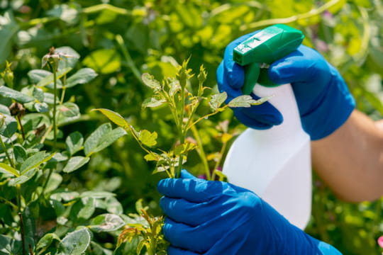 Ce produit vendu en supermarch&eacute; est le plus efficace contre les pucerons selon 60&nbsp;millions de consommateurs