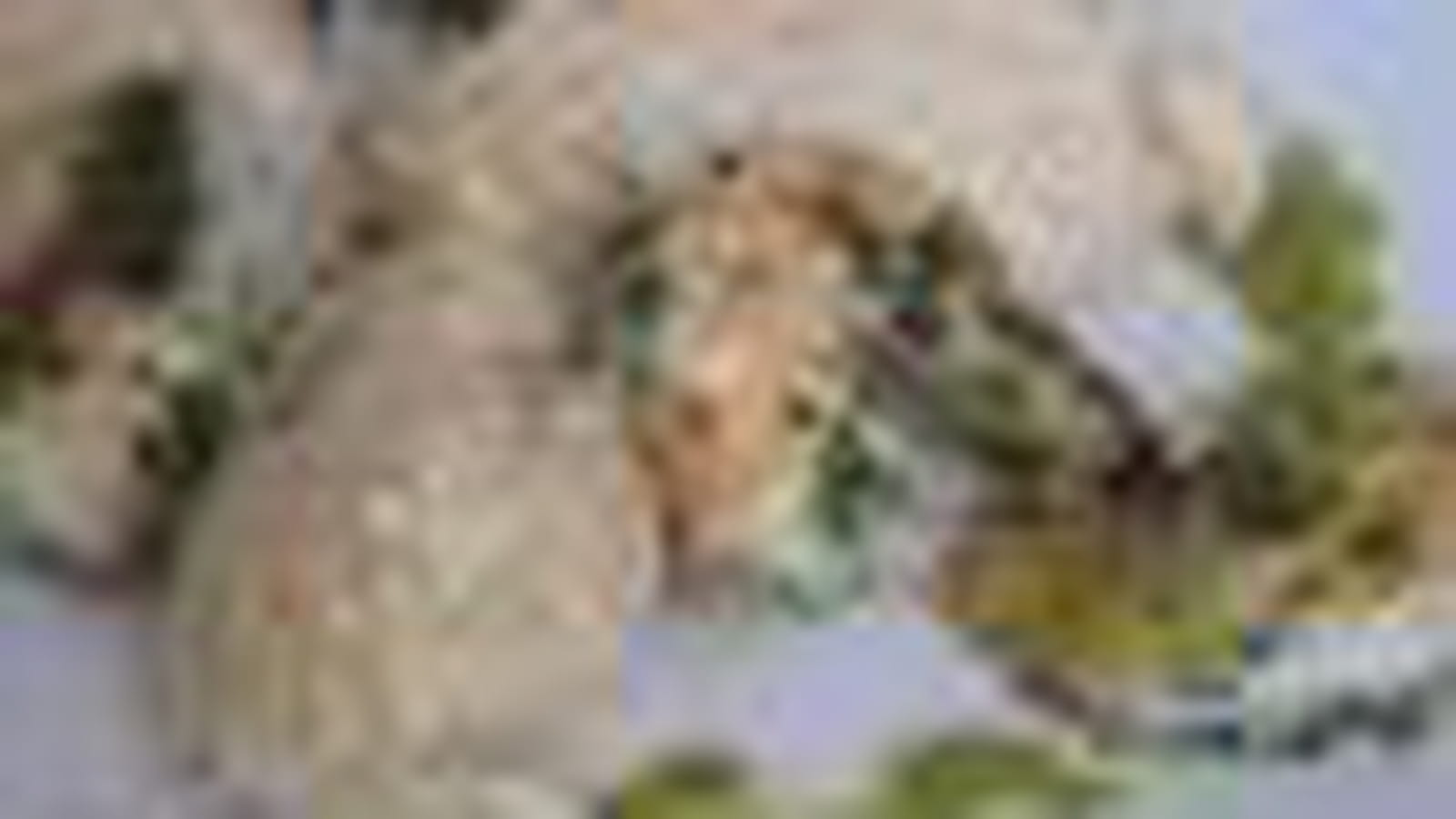 Crevette